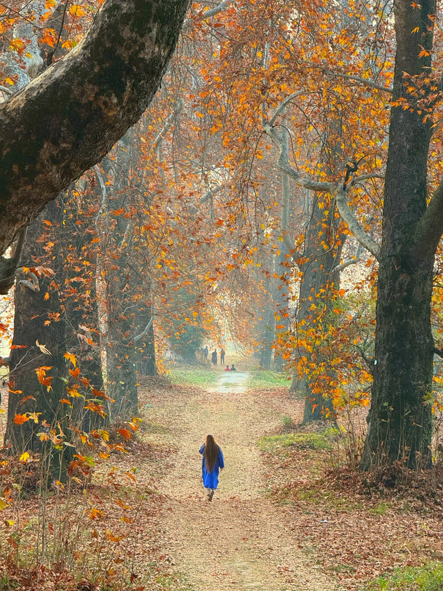 Autumn in the Kashmir valley