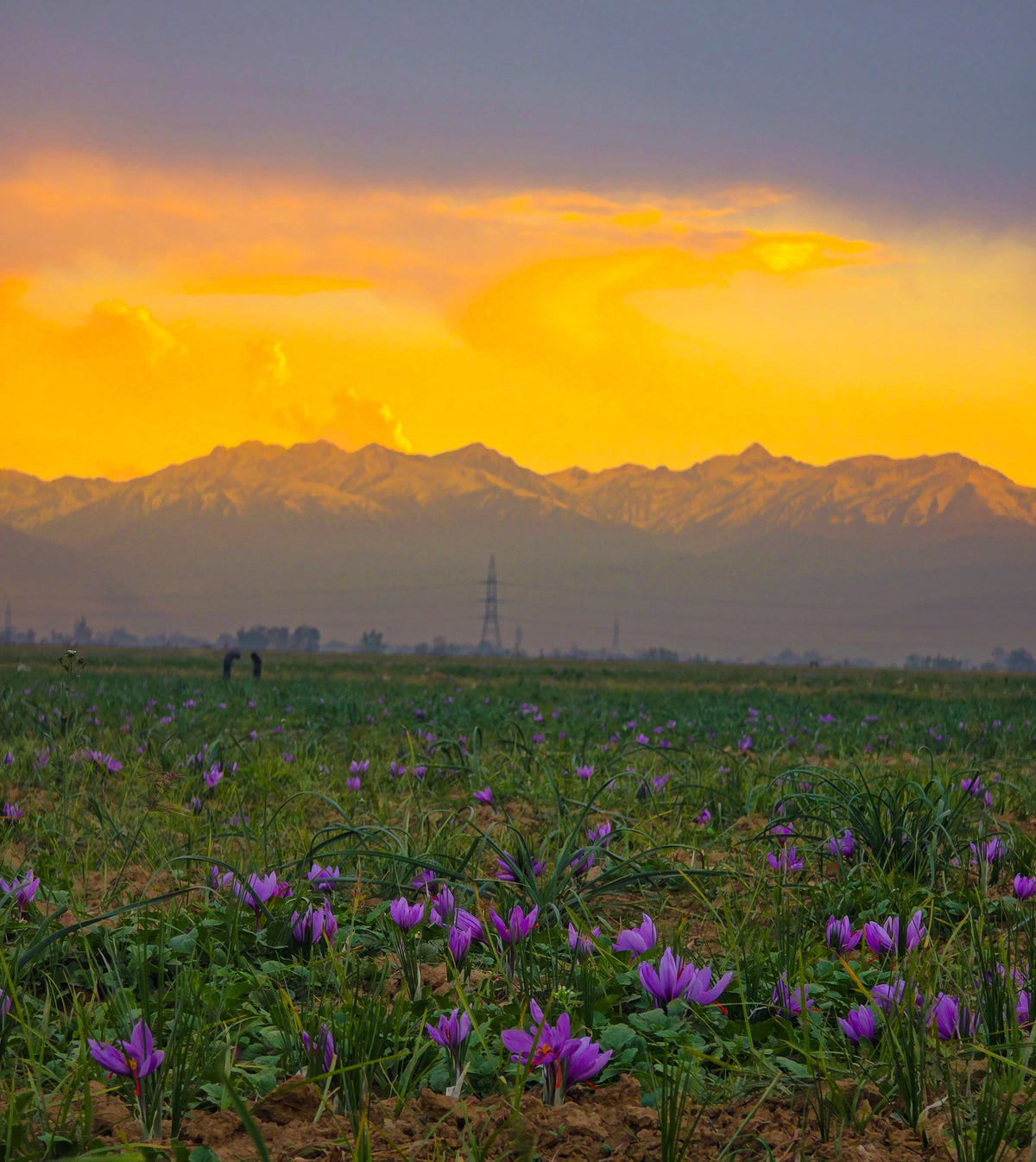 Pampore, Jammu and Kashmir